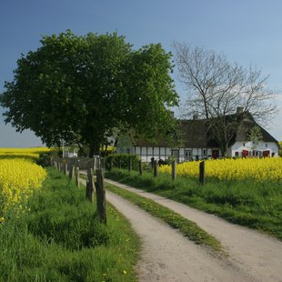 Rapsfeld mit Reetdachhaus und Baum in der Schleiregion.
