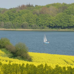 Rapsfeld mit Blick auf die Schlei und Segelboot.